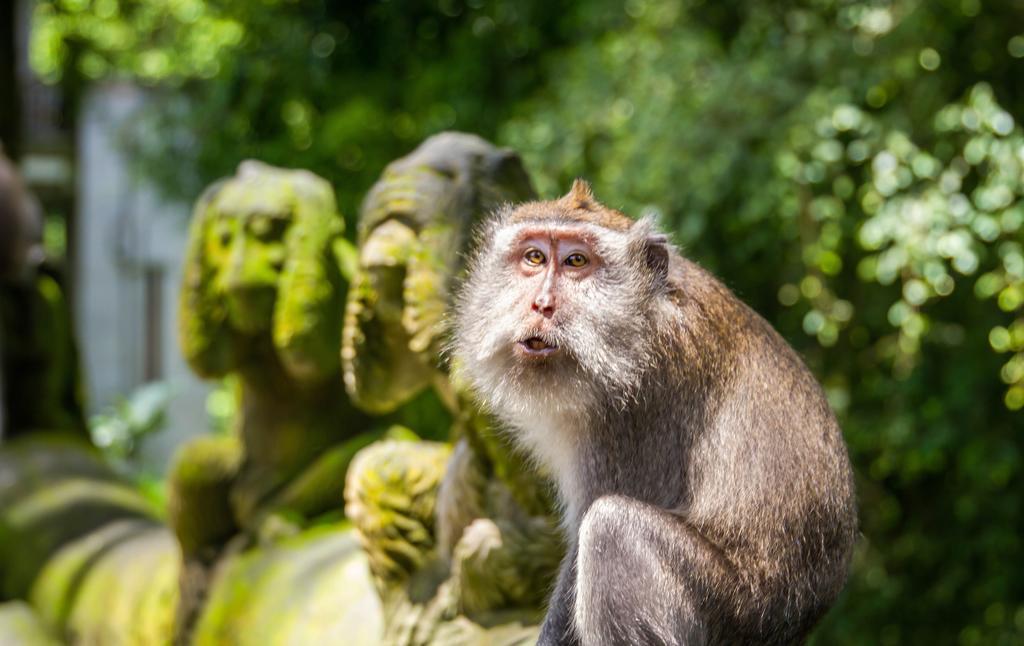 Homayoon Villa At Bisma - 10 Min Walking To Ubud Center ภายนอก รูปภาพ